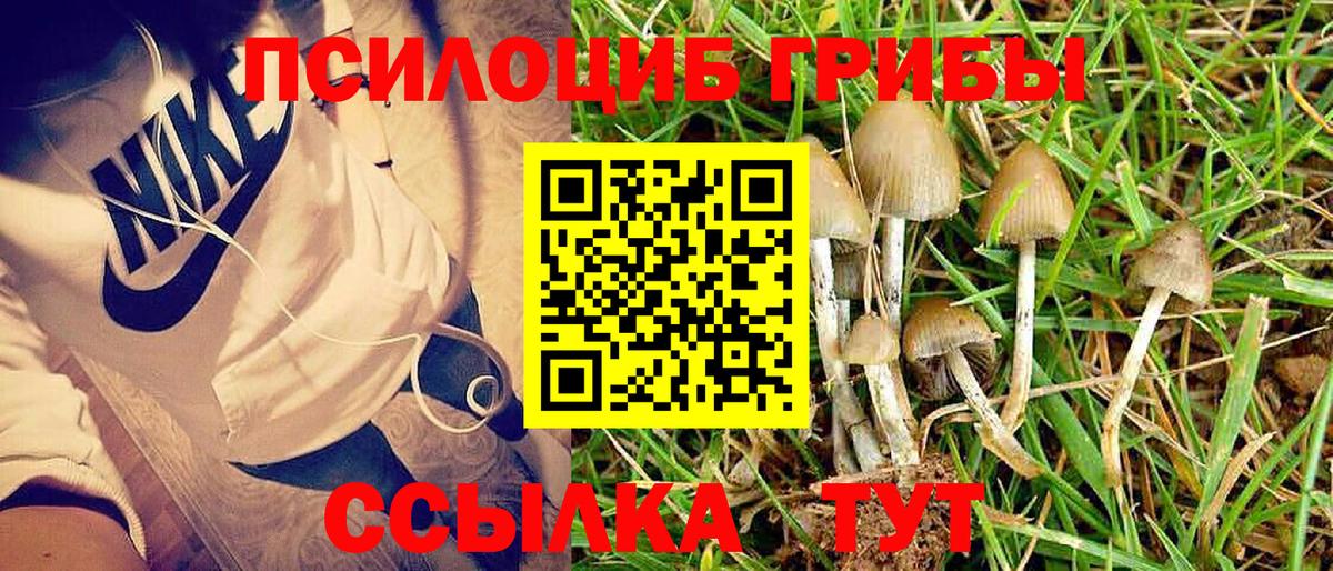 Галлюциногенные грибы Psilocybe  Галлюциногенные грибы прущие грибы  Саров  Вход с VPN 